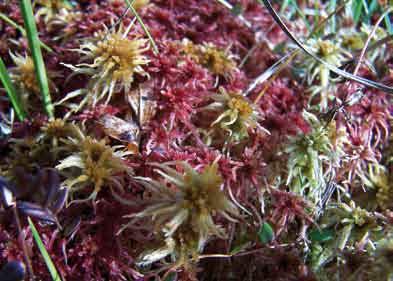 5. Analiza spójności sieci Natura 2000 dla wybranych grup siedlisk przyrodniczych w Karpatach 31. Owocująca borówka bagienna 32. Mchy torfowce 33.