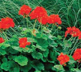 pelargonii rabatowej c