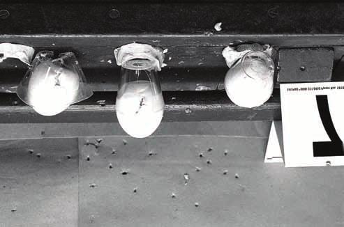 Nr 4 POSTRZA POCISKAMI Z PISTOLETU PNEUMATYCZNEGO 225 wypadku, przy strzale oddanym z odleg³oœci 7 m roz³upuj¹c kieliszek na pó³) (ryc. 2). Ryc. 2. Przestrzelone jaja wraz z kieliszkami, w których by³y umieszczone z odleg³oœci 7 m.