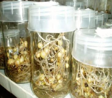 Bank genów ziemniaka in vitro musi łączyć zadania długoterminowego przechowywania z bieżącymi zadaniami tj. m.in. przygotowywaniem zdrowego materiału wyjściowego dla hodowli.