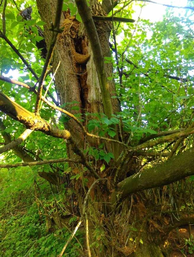 Inwentaryzacja drzew w linii istniejącego ogrodzenia oraz na