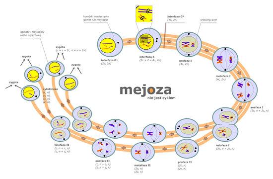 MEJOZA (podział bezpośredni) Schemat mejozy Mejoza I Profaza I Podziałowi temu ulegają komórki generatywne zwierząt oraz niektóre komórki somatyczne roślin (komórki macierzyste zarodników).