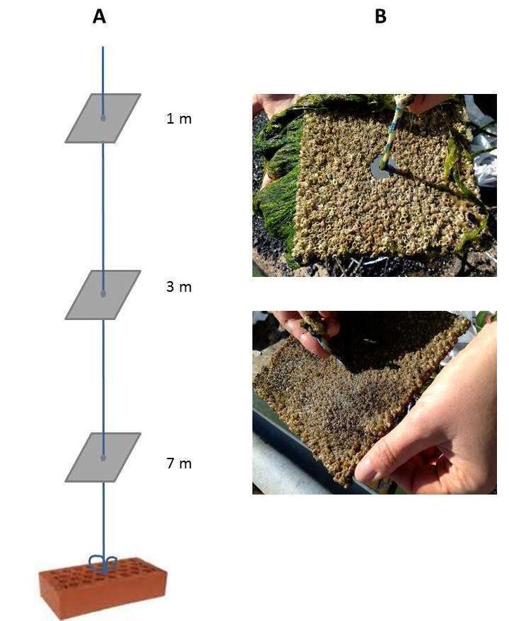 HELCOM /OSPAR TG BALLAST 7-2016, 3-1 na przykład przez ruch statków w porcie.