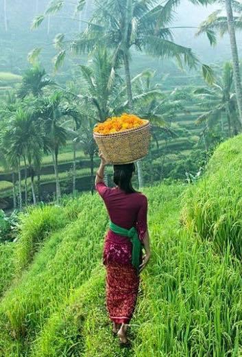 Bali podróż do źródła żywiołu wody Zapraszamy na Bali w podróż do źródła żywiołu wody. Pamięć, oczyszczenie, rozluźnienie, miękkość bycia i zaufanie jakości te niesie woda.