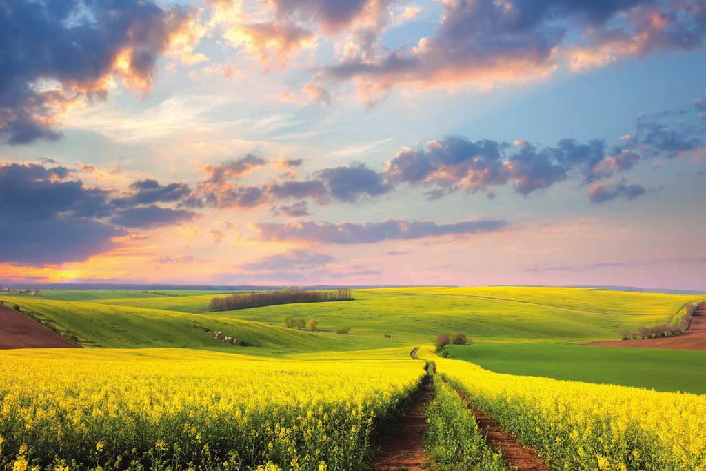 SPIS TREŚCI WSTĘP Wstęp Nawozy dolistne Agrochelaty AGROCHELAT - EFEKTYWNE NAWOŻENIE DOLISTNE... 5 AGROCHELAT Z+K... 6 AGROCHELAT R+B... 7 AGROCHELAT ZRÓWNOWAŻONY... 8 AGROCHELAT FOSFOROWY.