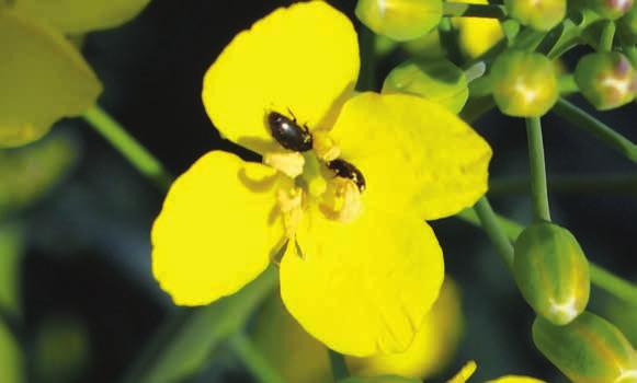 SUPER CYPER 500 EC ŚRODKI OCHRONY ROŚLIN - INSEKTYCYDY cypermetryna (związek z grupy pyretroidów) - 500 g/l (51,6 %).