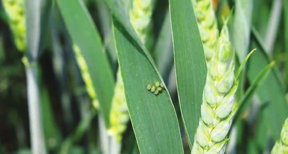 HUNTER 400 EC ŚRODKI OCHRONY ROŚLIN - INSEKTYCYDY CYREN 480 EC ŚRODKI OCHRONY ROŚLIN - INSEKTYCYDY dimetoat - (związek z grupy fosforoorganicznych) - 400 g/l (37,84 %).