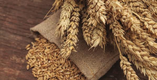 DZIAŁ OBROTU PŁODAMI ROLNYMI PROWADZI SKUP I KONTRAKTACJĘ Firma Agro-