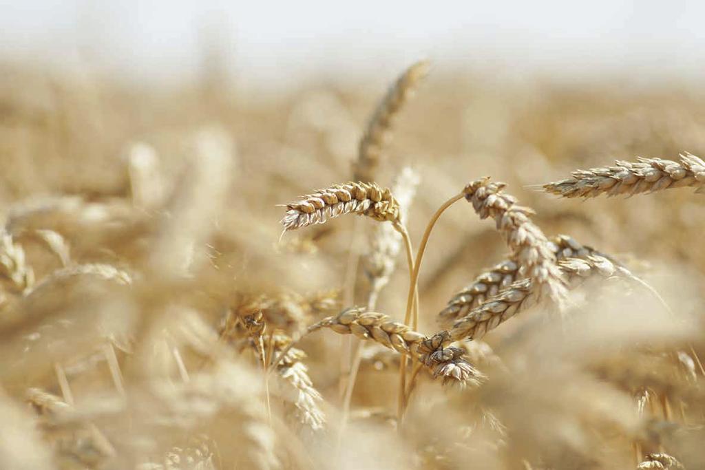 Agro-Sieć Sp. z o.o. ul. Przemys³owa 6, 86-200 Che³mno 56 677 04 60 56 677 04 61 sekretariat@agrosiec.