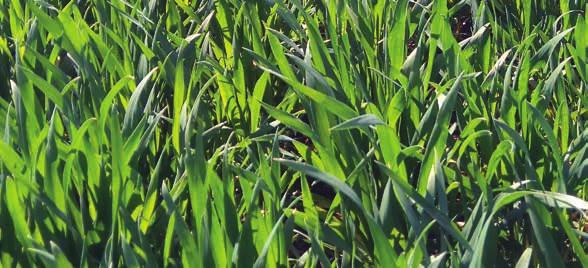 AGROCHELAT Z+K NAWOZY DOLISTNE AGROCHELAT R+B NAWOZY DOLISTNE Nawóz dolistny Do dokarmiania zbóż i kukurydzy: - najwyższa jakość - całkowita rozpuszczalność w wodzie - nowoczesna technologia