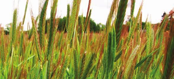 Zalecane zastosowanie: Rzepak: 3 dawki w ilościach po 1,0-2,0 kg/ha. Buraki: 2-3 dawki w ilości po 2,0-2,5 kg/ha. Gorczyca: 2 dawki w ilości po 2,0 kg/ha. Słonecznik: 2 dawki w ilości po 2,0 kg/ha.