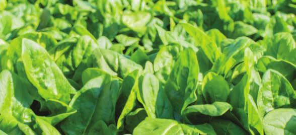 AGROCHELAT Zn NAWOZY DOLISTNE AGROCHELAT Fe NAWOZY DOLISTNE Zawiera 8,0 % Zn - cynku Zalecane zastosowanie: Nawóz w zależności od zasobności gleby i potrzeb nawozowych stosowany być powinien w ilości