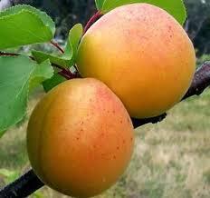 Morela Odmiana Zdjęcie Charakterystyka cena Early Orange Somo Podkładka: śliwa Ałycza / siewka moreli. Wzrost: umiarkowanie silny, typowy dla gatunku, pokrój kulisty.