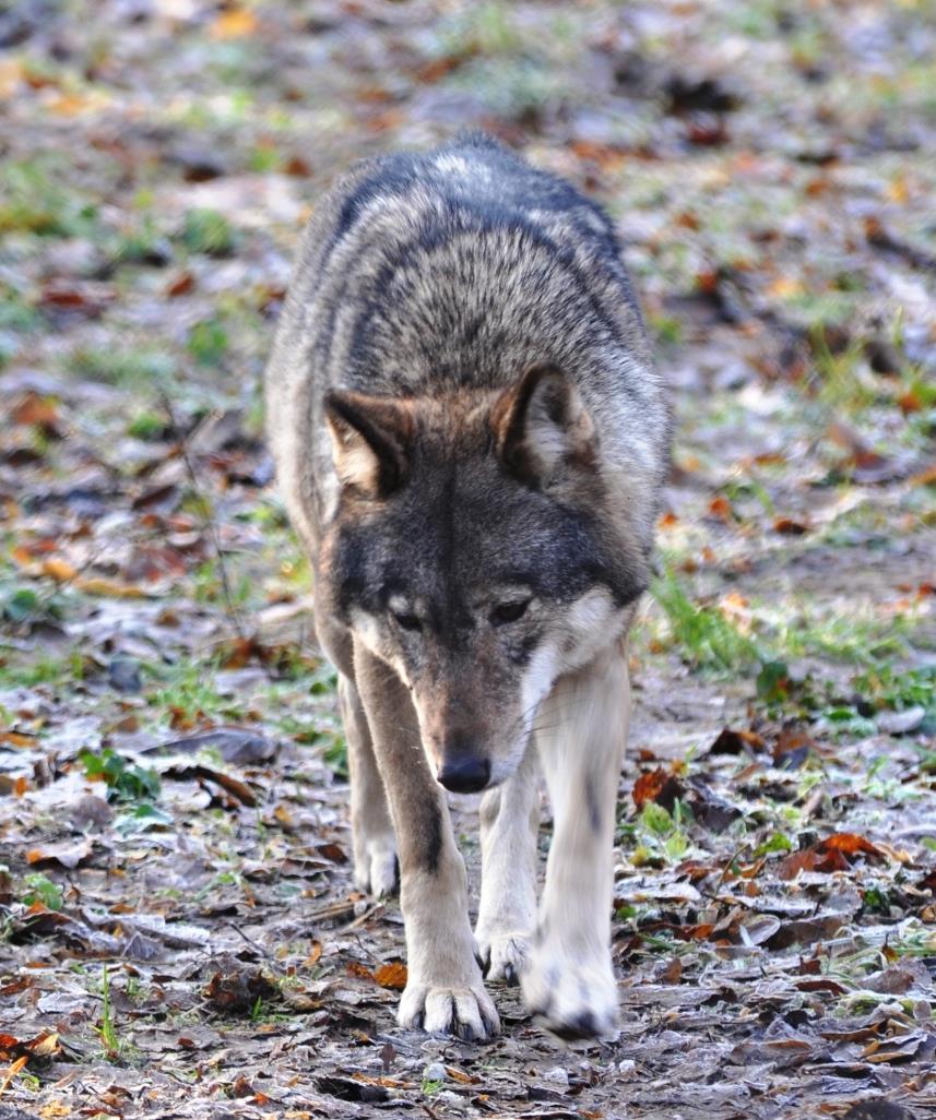 Przeprowadzenie monitoringu populacji wilka Canis lupus w Borach