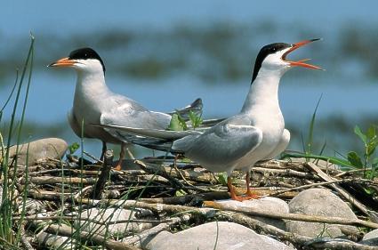 A193 rybitwa rzeczna Sterna hirundo Siedliska: