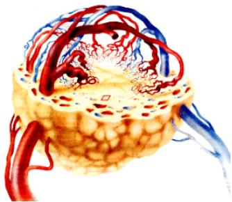 Angiogeneza W roku 1971 Judah Folkman odkryª, ze wzrost ka»dego litego guza jest silnie uzale»niony od ilo±ci naczy«krwiono±nych, które pobudzi do wzrostu.