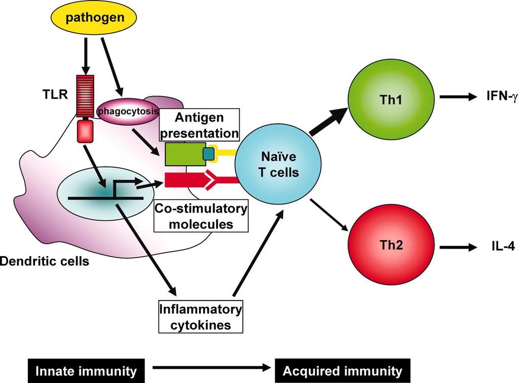 Komórki dendrytyczne w rozwoju w odporności
