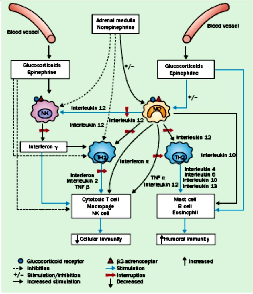 Udział GC i katecholamin w rozwoju odporności nabytej typu Th1 i Th2 GC, NE, E, hamują syntezę IL-12 przez APC
