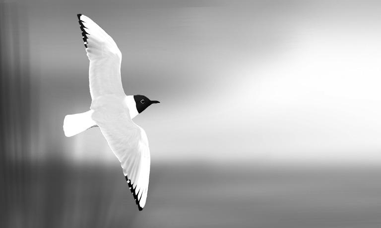 Ornis Polonica 56, 2015: 88 98 Migracja wiosenna mew Laridae badanych na składowisku odpadów komunalnych Hryniewicze koło Białegostoku w latach 2005 2015 Barbara Król-Kogus, Michał Polakowski,