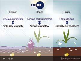 herbicyd Trzy strefy działania produktu Boreal 58 WG Działanie produktu Boreal jest ściśle powiązane ze wschodami chwastów i warunkami pogodowymi. Kukurydza ma duże wymagania cieplne.