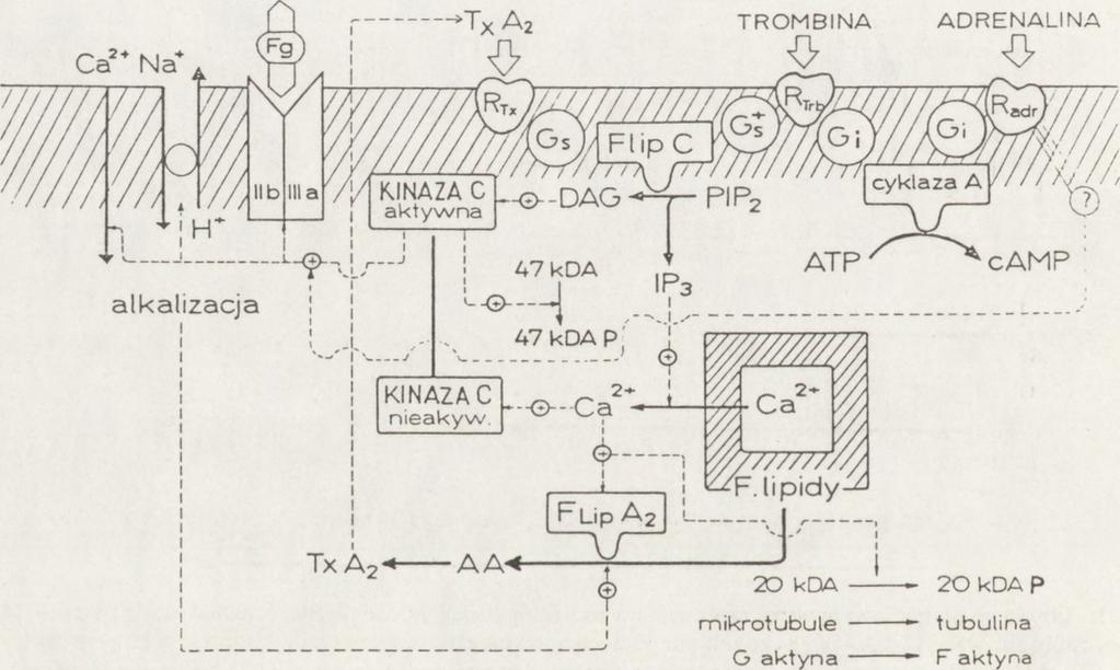 Model mechanizmu aktywacji płytek krwi: Rtx, RTrt>, Radr - receptory (błona komórkowa) odpowiednio dla tromboksanu A 2, trombiny i adrenaliny, Ilb i Ilia - luźno rozmieszczone w błonie glikoproteidy,