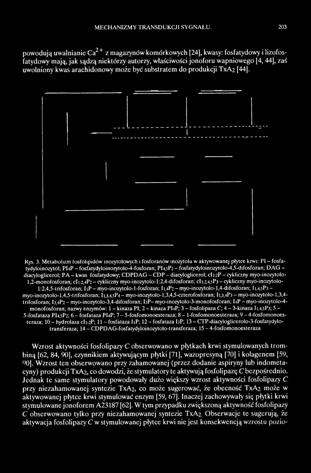 5P2 - fosfatydyloinozytolo-4,5-difosforan; DAG - diacyloglicerol; PA - kwas fosfatydowy; CDPDAG - CDP - diacyloglicerol; cii:2p - cykliczny myo-inozytolo- 1,2-monofosforan; cii:2,4p2 - cykliczny