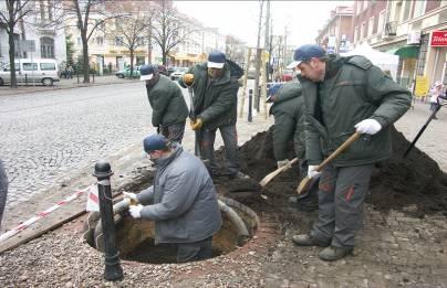 Wspólne ratowanie lip na ul.