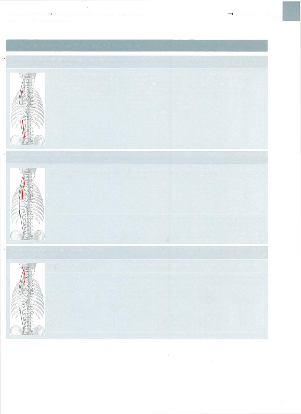 Kończyna górna kończyna dolna -> nerwy czaszkowe Tablica 18 18 Mięśnie właściwe (głębokie) grzbietu (ciąg dalszy) Mięsień najdłuższy klatki piersiowej (m.