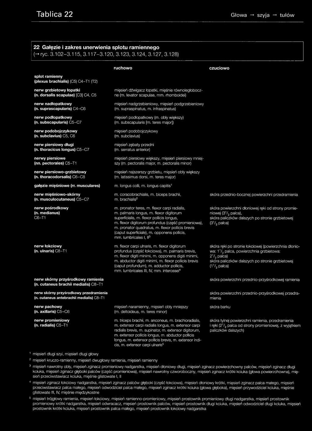 ulnaris) C8-T1 nerw skórny przyśrodkowy ramienia (n. cutaneus brachii medialis) C8-T1 nerw skórny przyśrodkowy przedramienia (n. cutaneus antebrachii medialis) C8-T1 nerw pachowy (n.
