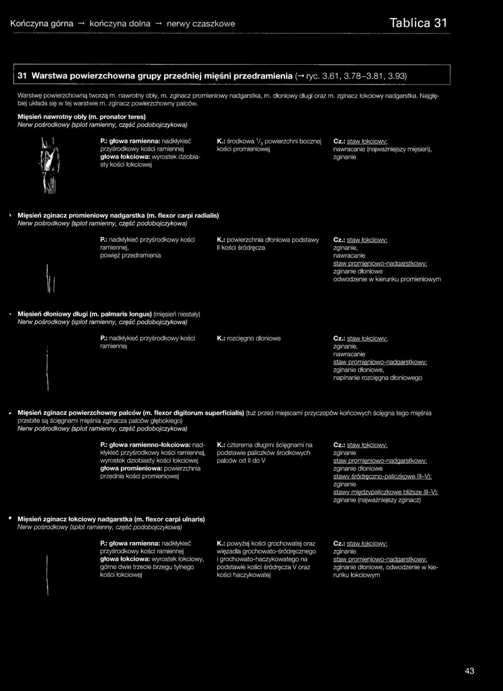 pronator teres) Nerw pośrodkowy (splot ramienny, część podobojczykowa) y j P.: głowa ramienna: nadkłykieć K.: środkowa 1/ 3 powierzchni bocznej Cz.