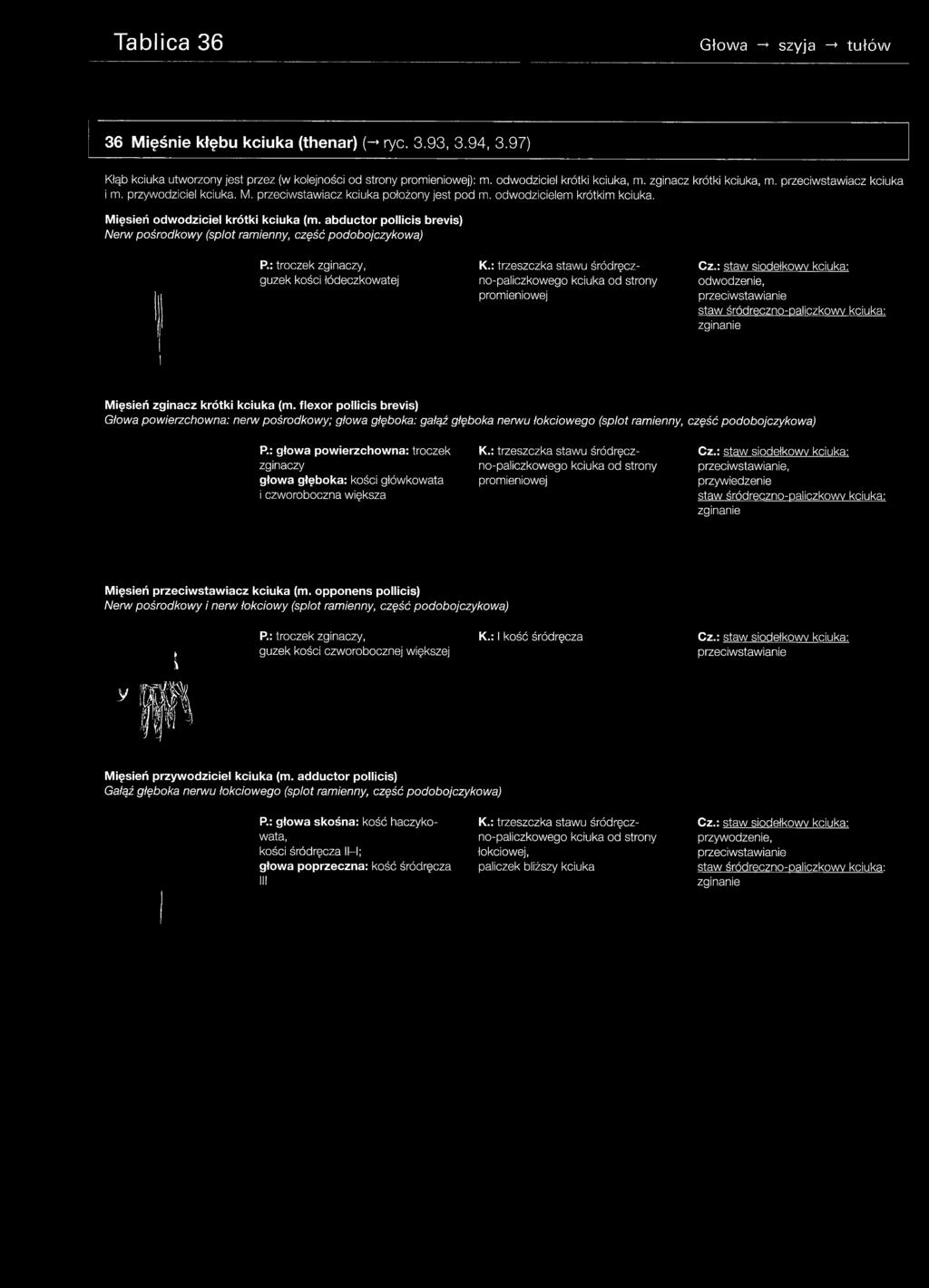 Tablica 36 Głowa -> szyja -* tu łó w 36 Mięśnie kłębu kciuka (thenar) (-* ryc. 3.93, 3.94, 3.97) Kłąb kciuka utworzony jest przez (w kolejności od strony promieniowej): m.