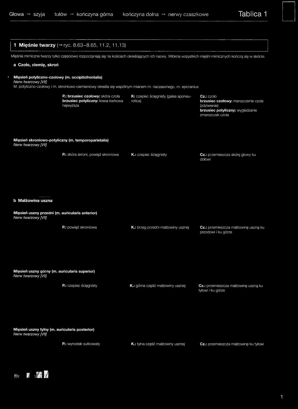 : czoło brzusiec czołowy: marszczenie czoła (zdziwienie) brzusiec potyliczny: wygładzanie zmarszczek czoła Mięsień skroniowo-potyliczny (m.