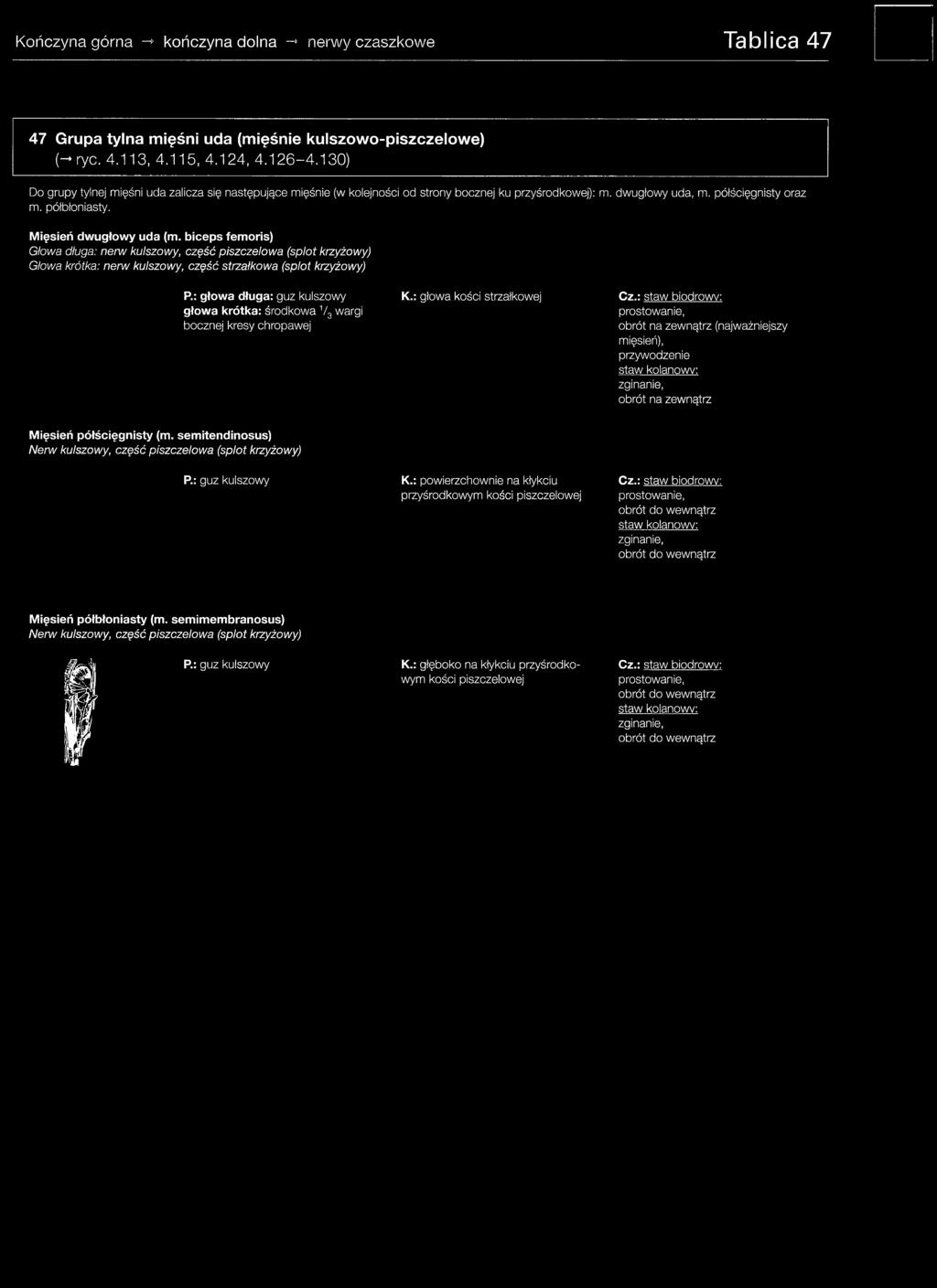 biceps femoris) Głowa długa: nerw kułszowy, część piszczelowa (splot krzyżowy) Głowa krótka: nerw kułszowy, część strzałkowa (splot krzyżowy) P.