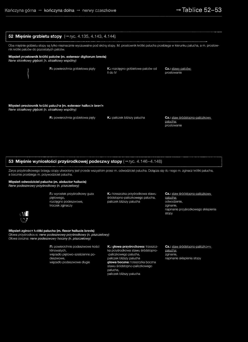 : paliczek bliższy palucha Cz.: staw śródstopno-paliczkowy palucha: prostowanie 53 Mięśnie wyniosłości przyśrodkowej podeszwy stopy [-> ryc. 4.146-4.