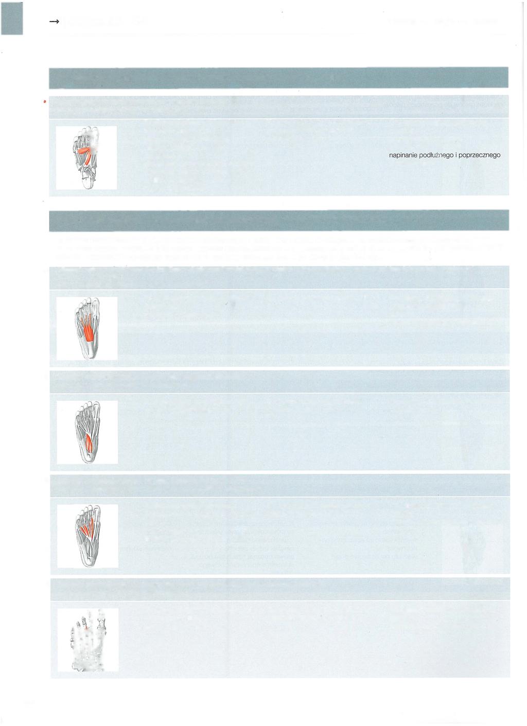 Tablice 5 3-54 Głowa - * szyja -+ tu łó w -+ 53 Mięśnie wyniosłości przyśrodkowej podeszwy stopy (ciąg dalszy) Mięsień przywodziciel palucha (m. adductor hallucis) Nerw podeszwowy boczny (n.