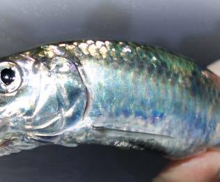 Śledź Przypon Śledziowy Holografix Przypon śledziowy srebrno- -zielony Prawdziwa rybia skóra.