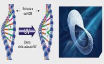 Mechanizm dezynfekcji promieniami UV A C G T A A T G C A T T C G A G T C UV DNA Double Strand DNA Aktywność biobójcza promieniowania UV wynika z powodowania zmian fotochemicznych w kwasach
