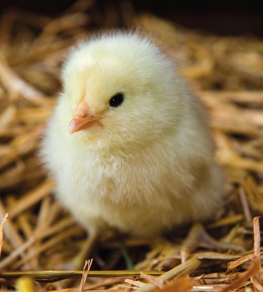 ponowną ocenę środka Virkon S w celu jego dostosowania do określonych wymogów UE.