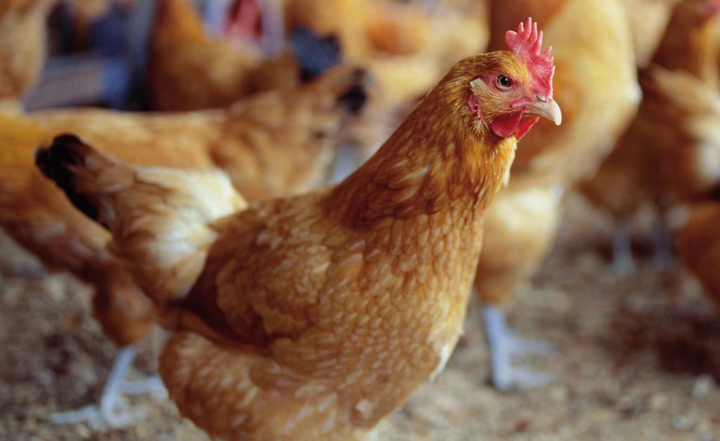 Profil oddziaływania na środowisko. Oparty na tlenie skład chemiczny preparatu Virkon S obejmuje proste sole nieorganiczne i kwasy organiczne.