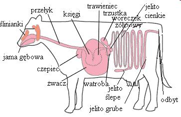 Przewód