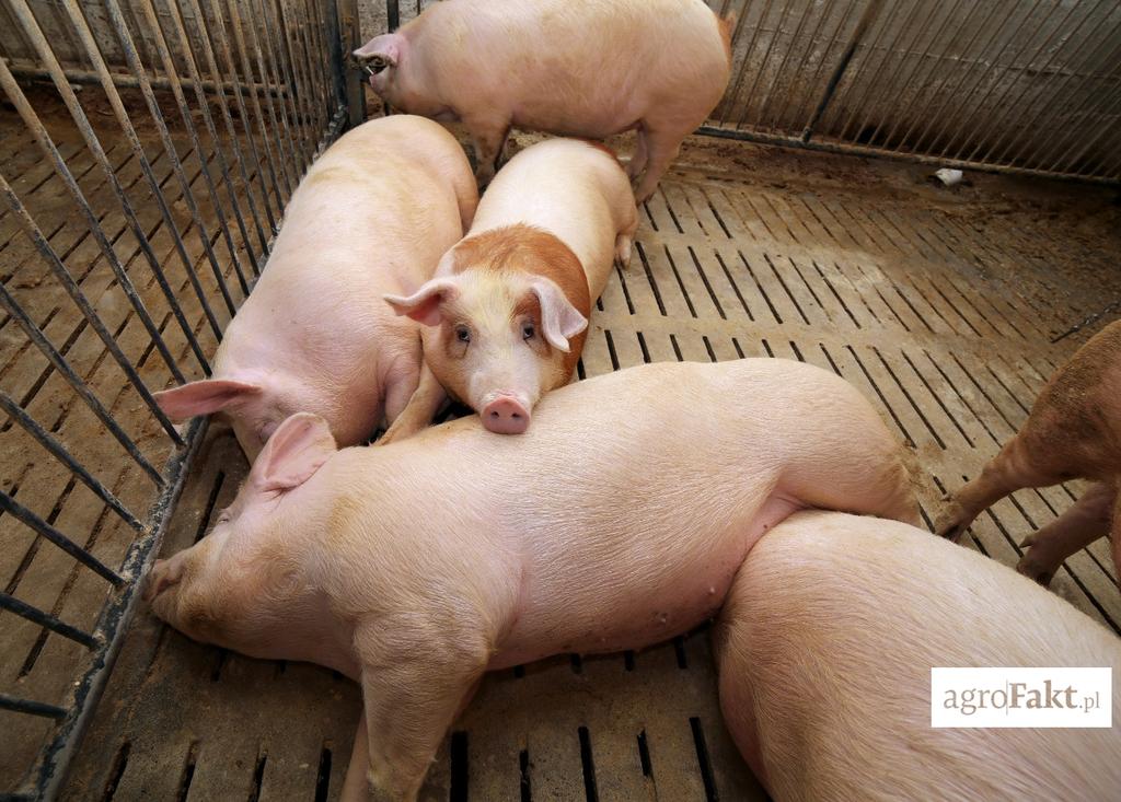 https://www. Jeśli podamy świniom zepsutą paszę, substancje trujące mikotoksyny wywołają zatrucia, które objawią się m.in. ogólnym osłabieniem zwierząt, biegunką, wymiotami, ronieniem, charłactwem, a często mogą skończyć się nawet upadkami zwierząt.