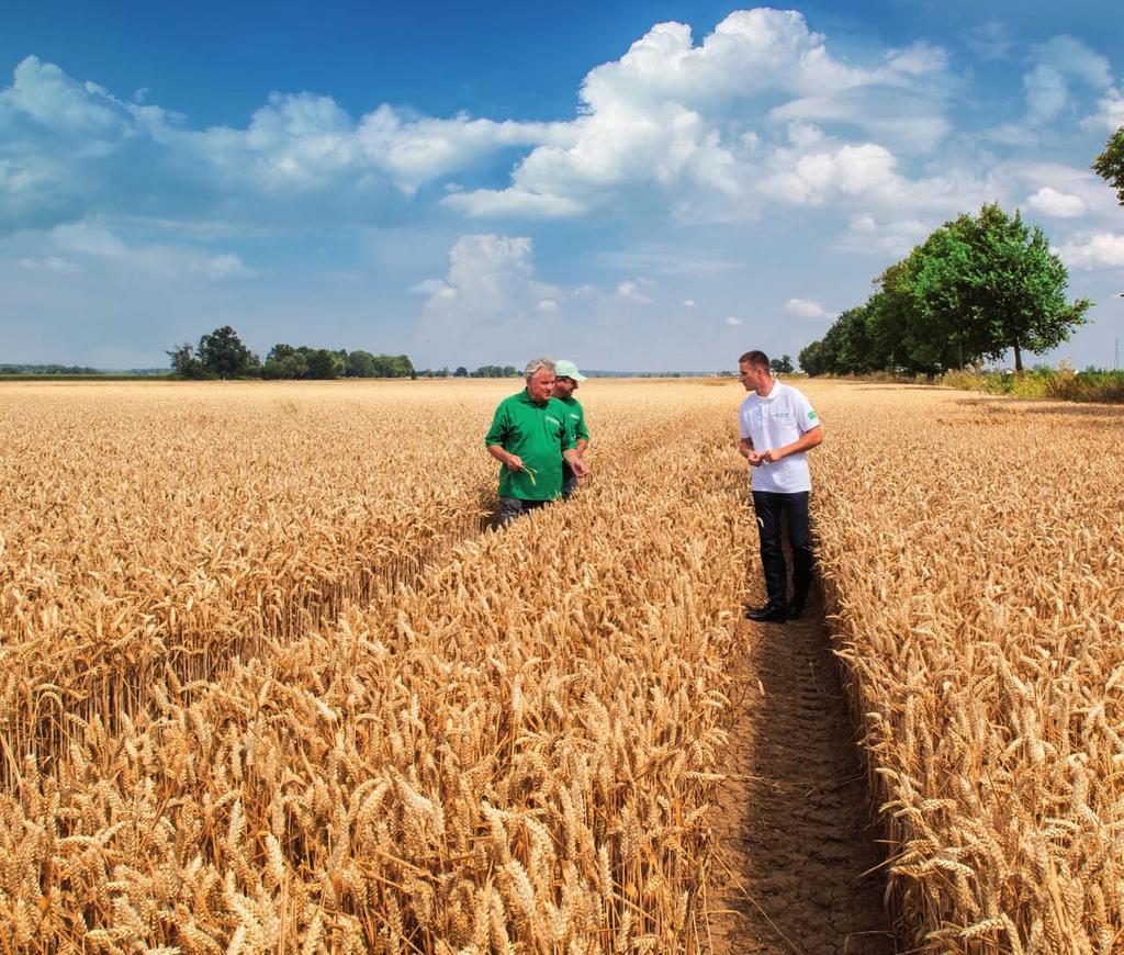 sprawdzone rozwiązanie w najtrudniejszych warunkach Zastosowaliśmy system trzyzabiegowy: Capalo 1,5 l/ha, Adexar Plus 1,25 l/ha oraz Osiris 2 l/ha.