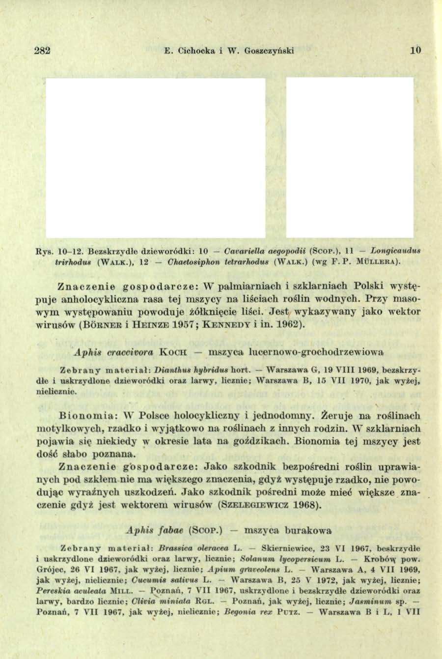 282 E. Cichocka i W. Goszczyński 10 4 r 10 12 R ys. 10-12. B ezskrzvdle dziew oródki: 10 Cavariella aegopodii (S c o p.), 11 Longicaudus trirhodu* (W a l k.), 12 Chaetoniphon tetrarhodus (W a l k.