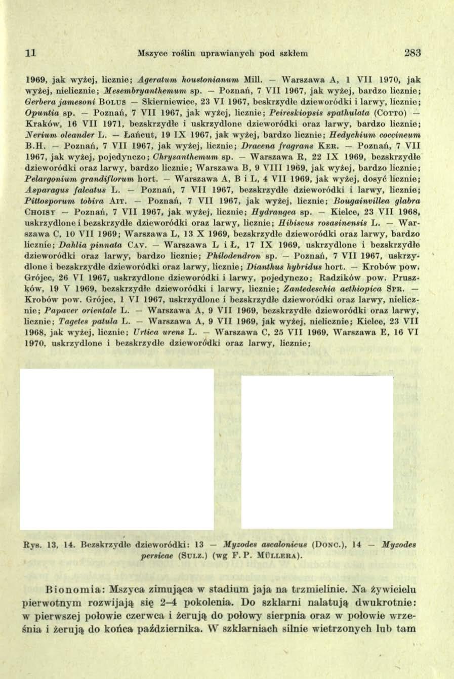 11 Mszyce roślin upraw ianych pod szkłem 283 1969, jak w yżej, licznie; A geratum houstonianum Mili. W arszaw a A, 1 V II 1970, ja k w yżej, nielicznie; M esem bryanthem um sp. P oznań, 7 V II 1967.