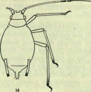 P oznań, 7 V II 1967, jak w yżej, licznie; Peireskiopsis spathulata ( C o tto ) K raków, 16 V II 1971, bezskrzydłe i uskrzydlone dziew oródki oraz larw y, bardzo licznie; N eriu m oleander L.
