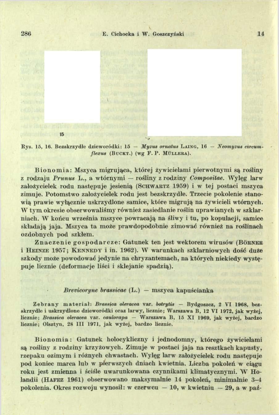 280 E. Cichocka i W. Goszczyński 14 15 R ys. 15, 16. B ezskrzydłc B io n o in ia: Gatunek holocykliczny i jednodomny, którego żywicielami są rośliny z rodziny krzyżowych.