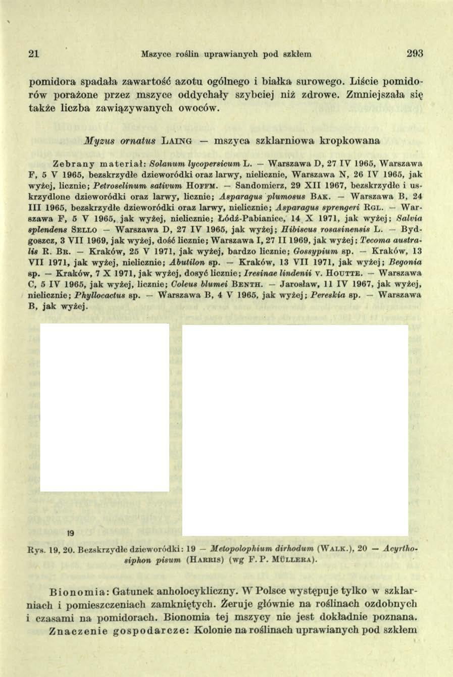 21 Mszyce roślin upraw ianych pod szkłem 293 pomidora spadała zawartość azotu ogólnego i białka surowego. Liście pomidorów porażone przez mszyce oddychały szybciej niż zdrowe.