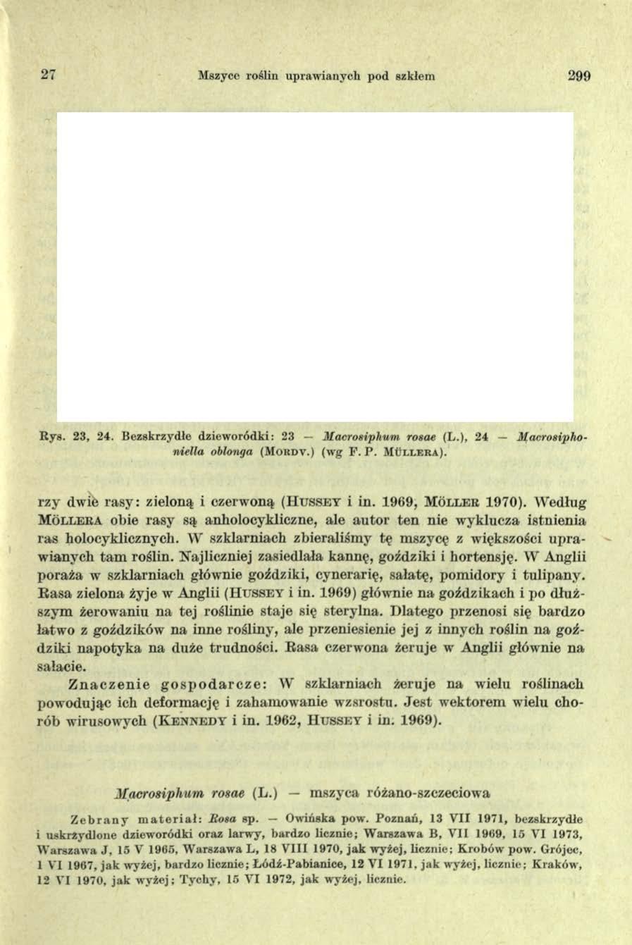 27 Mszyce roślin upraw ianych pod szkłem 299 23 24 R ys. 23, 24. B ezsk rzy d łe d z ie w o ró d k i: 23 M acrosiphum rosae (L.), 24 Macrosiphoniella oblonga (M o r d v.) (w g P. P. Mu l l e r a ).