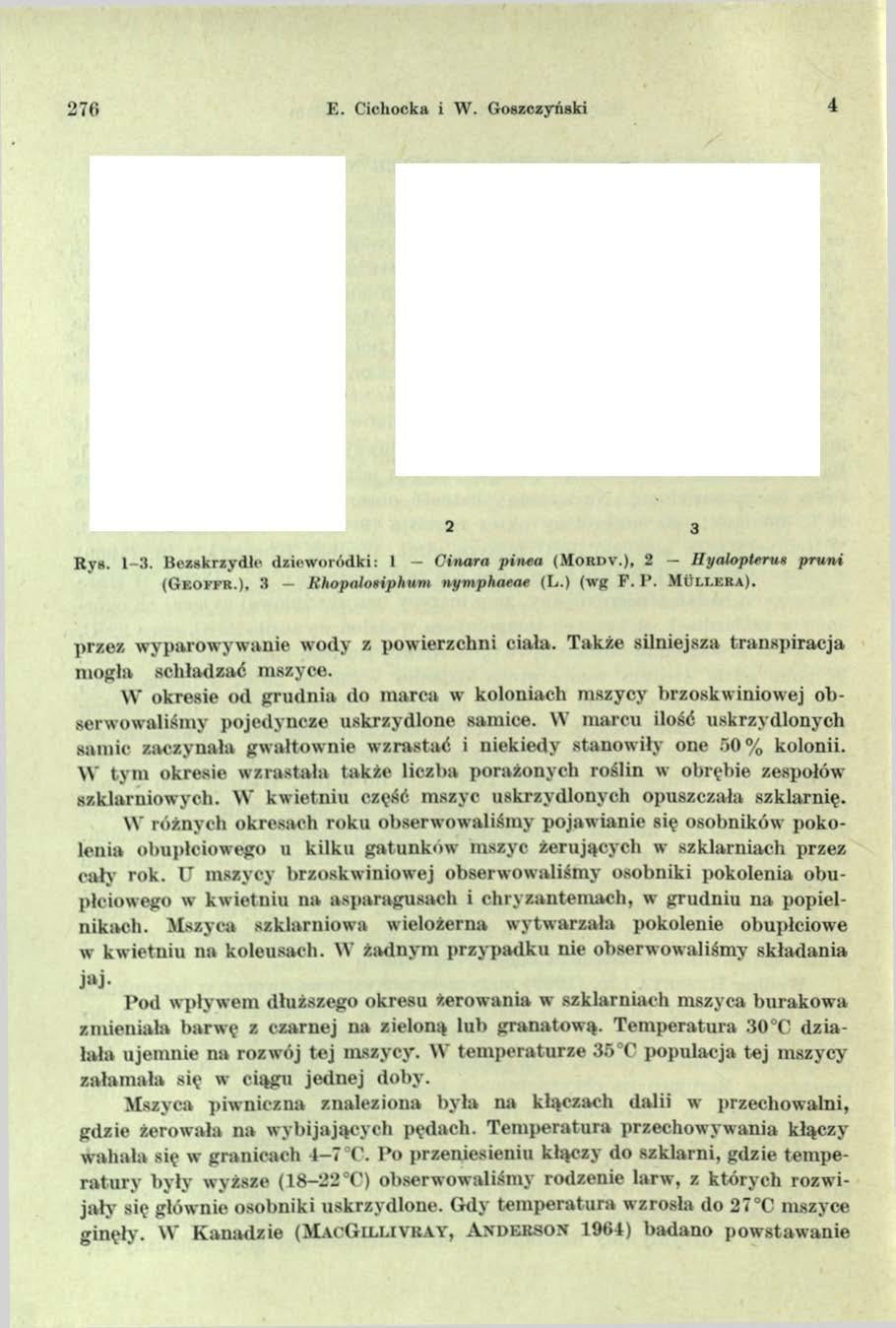 !76 E. Cichocka i W. Goszczyński R y s. 1-3. B e zsk rzy d te d z ie w o ró d k i: 1 Cinara pinea (M o rd v.), 2 Hyalopteruu pruni ( G e o f f r.), 3 Rhopalosiphum nymphaeae (L.) (w g P.