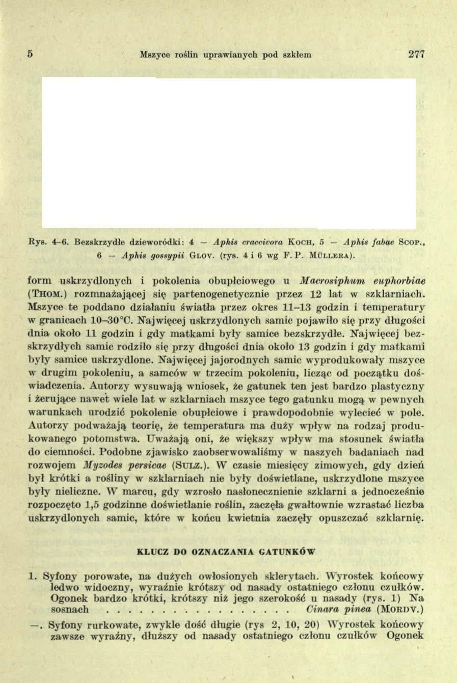 5 Mszyce roślin upraw ianych pod szkłem 277 R ys. 4-6. B ezskrzydłe dziew oródki: 4 A p h is craccirora K o c u, 6 A p h is fnbae S c o p., 6 A p h is gossypii G l o v. (rys. 4 i 6 wg P.